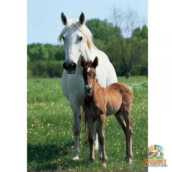 Puzzle Jument camarguaise et son poulain